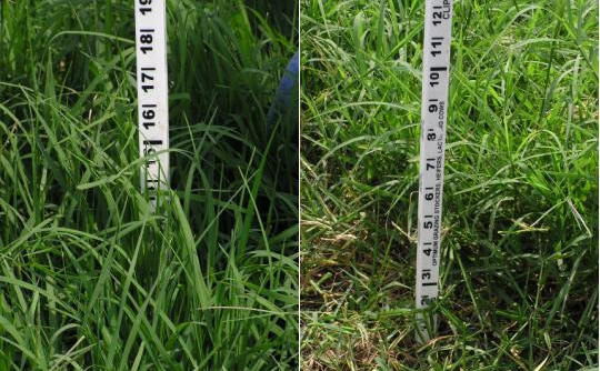 Ruler measuring the height of the canopy.